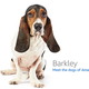 Image for article titled Amazon's Error Dogs, Ranked